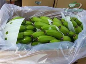 مرکز فروش نایلون خیاری