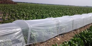 قیمت نایلون بسته بندی کوچک رولی