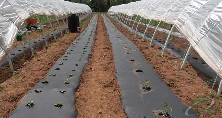 قیمت نایلون کشاورزی