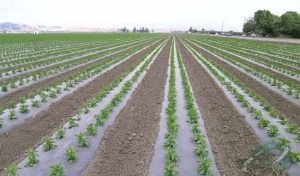 قیمت نایلون کشاورزی