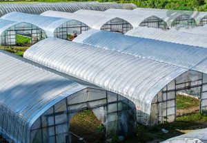 قیمت نایلون گلخانه