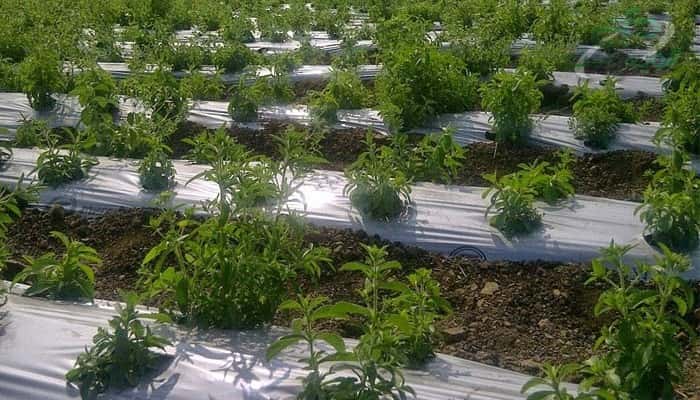 قیمت نایلون رولی مشکی