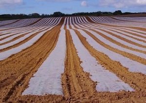 قیمت نایلون مالچ