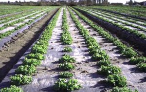 قیمت نایلون مالچ