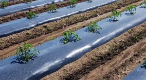 قیمت نایلون مالچ