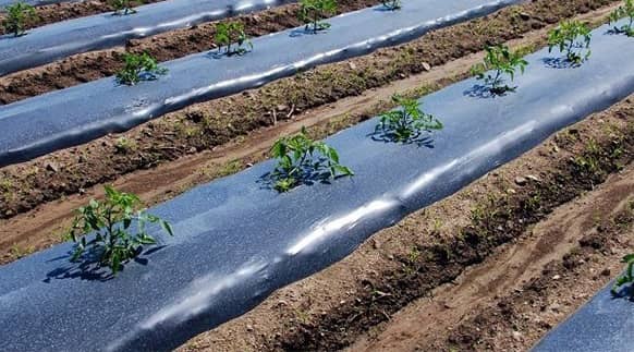 قیمت نایلون مالچ