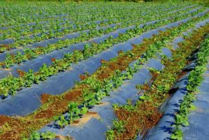 قیمت نایلون مالچ