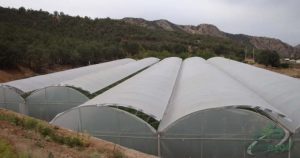 قیمت هر کیلو نایلون گلخانه