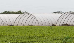 قیمت هر کیلو نایلون گلخانه