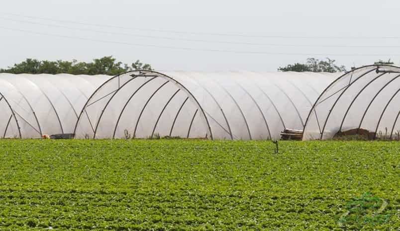 قیمت هر کیلو نایلون گلخانه