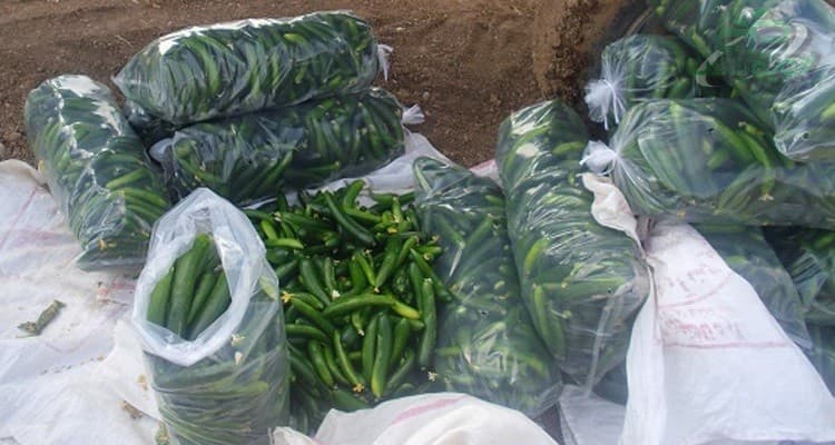 خرید پلاستیک خیاری