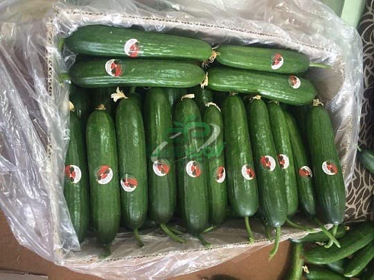 تولید کننده نایلون خیاری