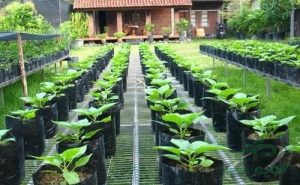 خرید نایلون گلدانی