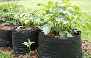 خرید نایلون گلدانی