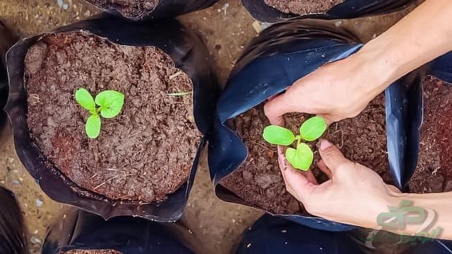 خرید نایلون گلدانی