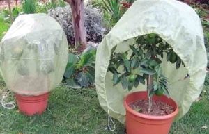 قیمت کاور پلاستیکی گیاه