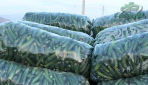 خرید نایلون خیاری