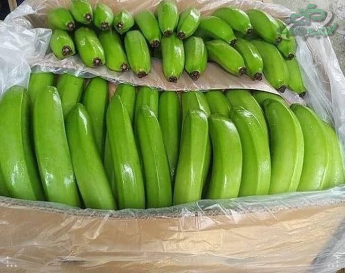 خرید نایلون خیاری