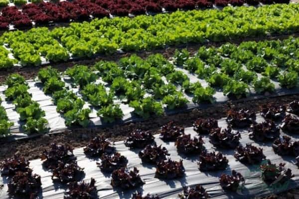 تولید نایلون کشاورزی