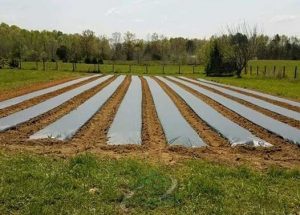 قیمت رول پلاستیک کشاورزی