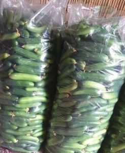 قیمت پلاستیک خیاری