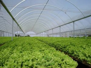 قیمت رول پلاستیک کشاورزی