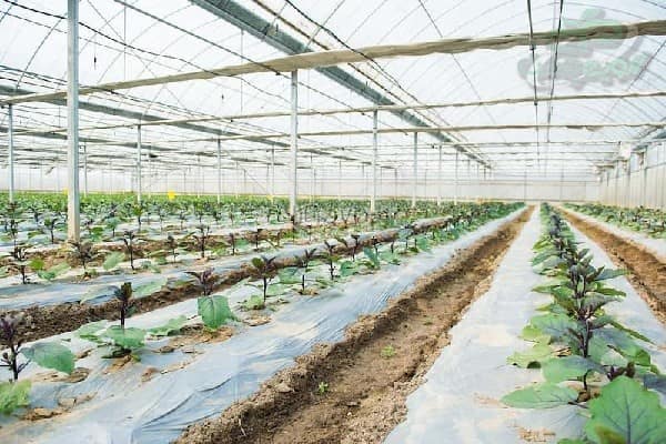 قیمت پلاستیک کشاورزی