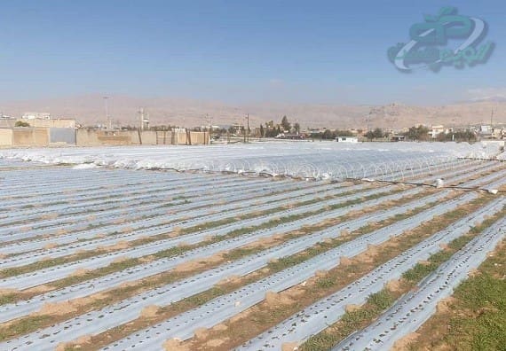 قیمت پلاستیک کشاورزی