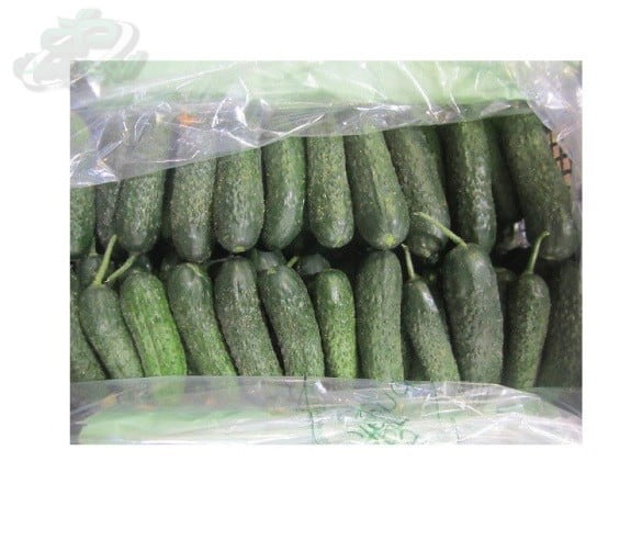 کیسه پلاستیکی خیاری