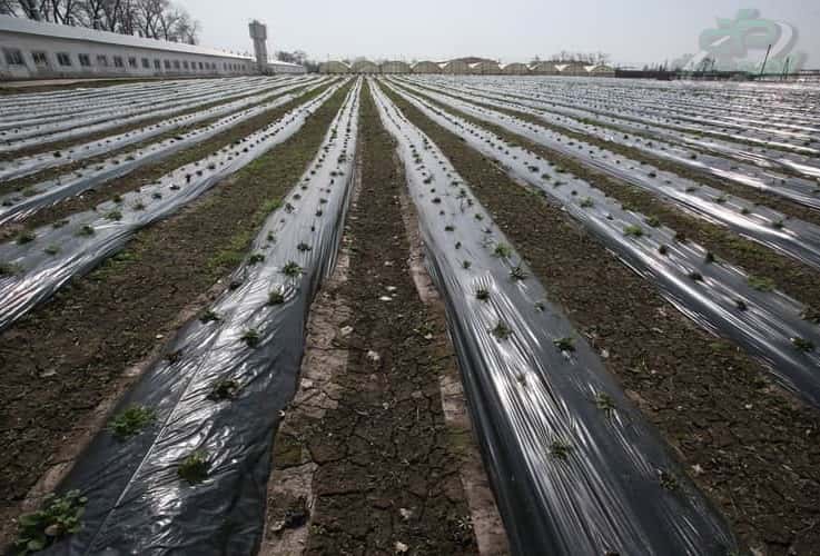 قیمت نایلون کشاورزی مشکی