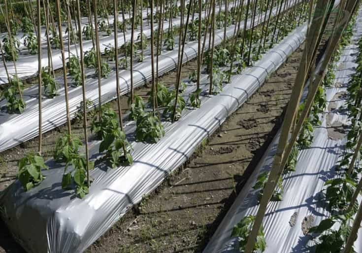 قیمت نایلون کشاورزی مشکی