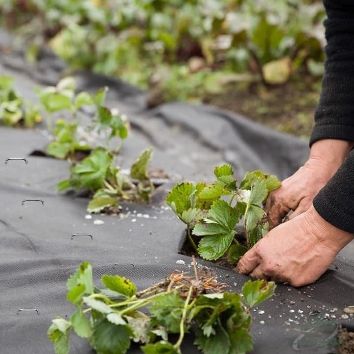 تولید نایلون کشت صیفی جات