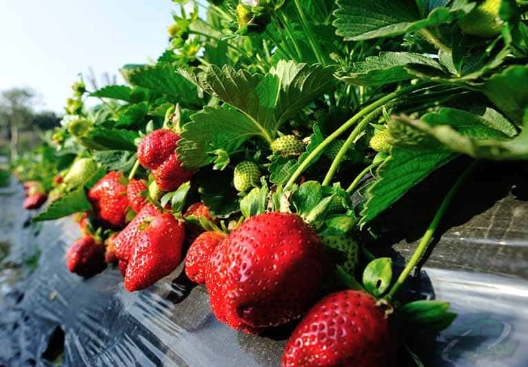 تولید نایلون کشت صیفی جات