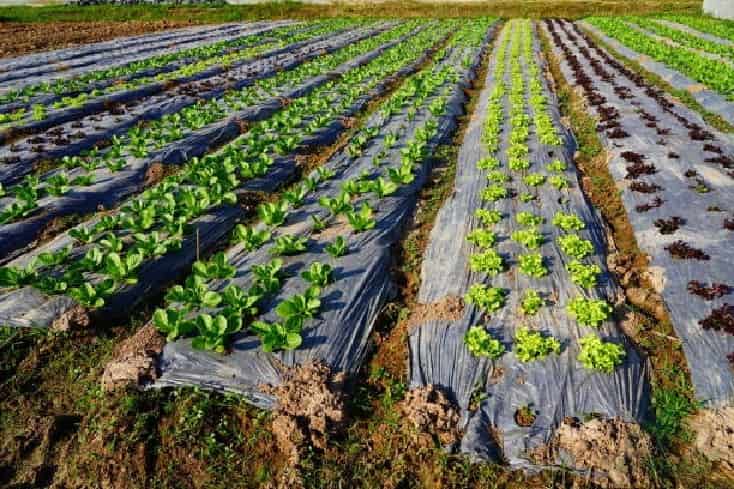 تولید نایلون کشت صیفی جات