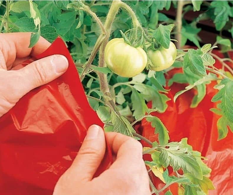 قیمت مالچ پلاستیکی گوجه