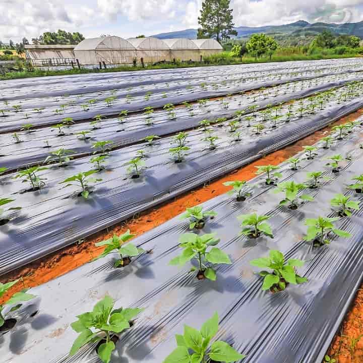 قیمت مالچ پلاستیکی گوجه