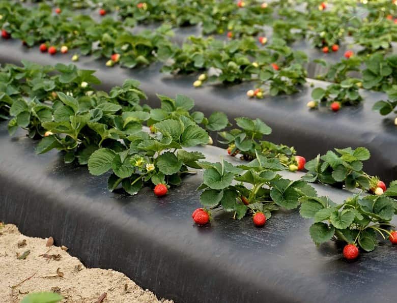 قیمت مالچ پلاستیکی گوجه